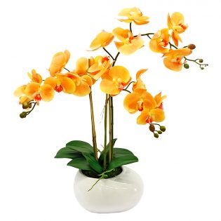 Орхидея в горшке "Темно-желтая"